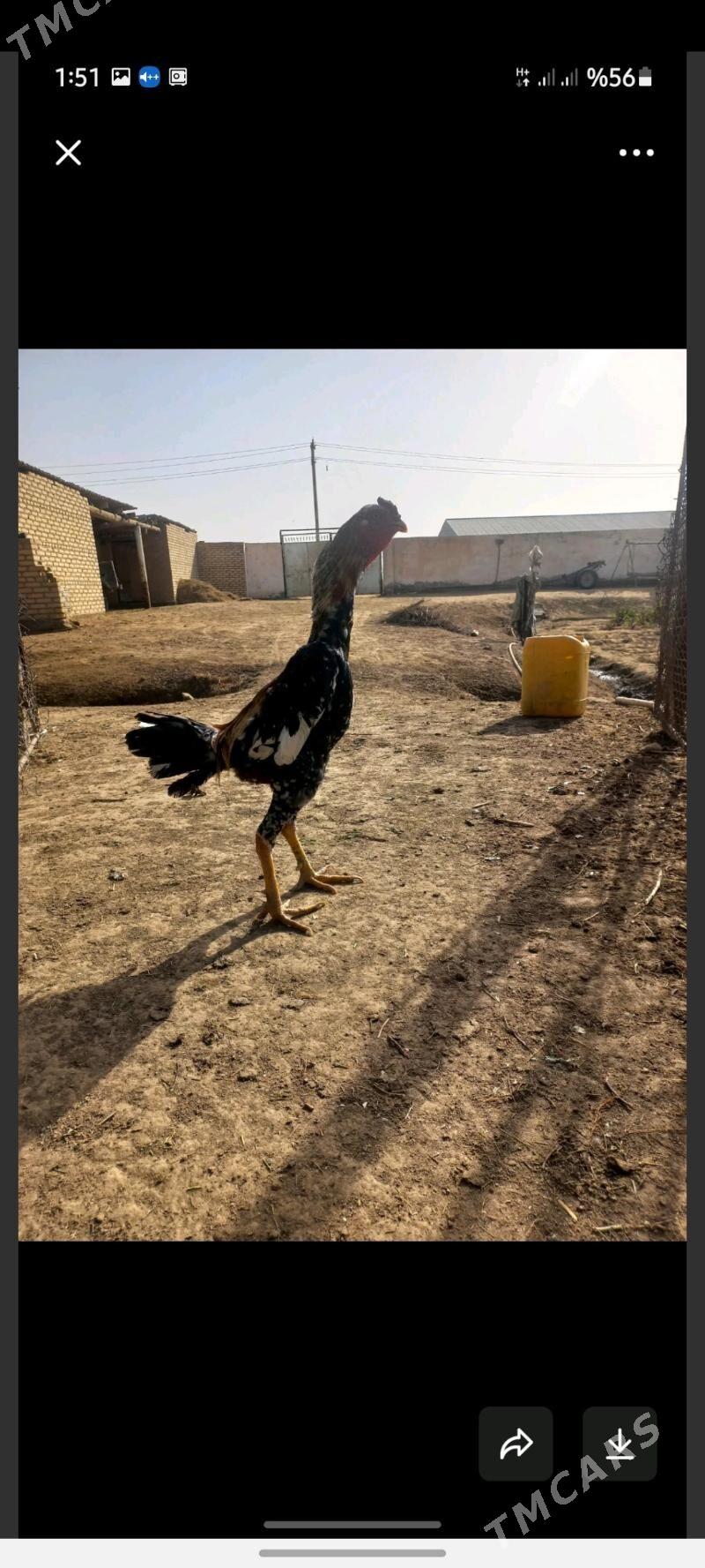 horoz - Мары - img 4