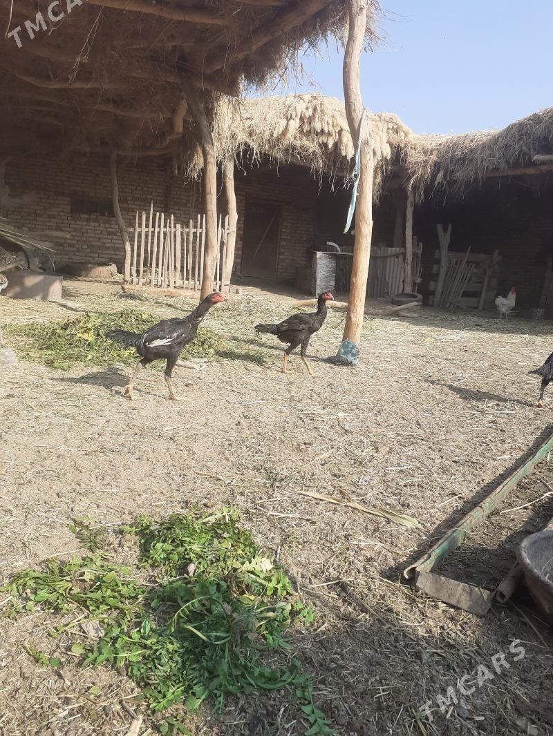 baysok juje - Фарап - img 2