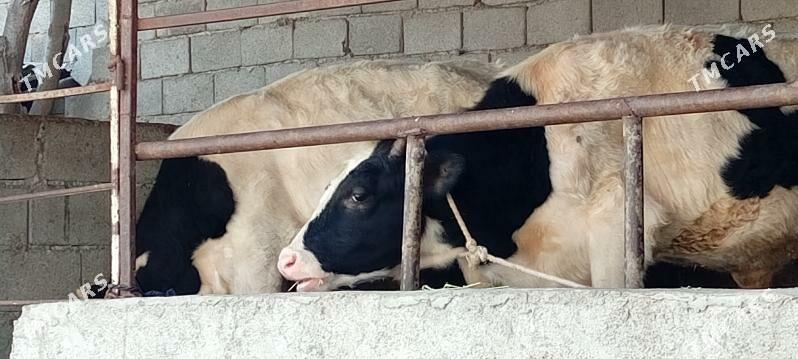 Öküz göle - Aşgabat - img 1