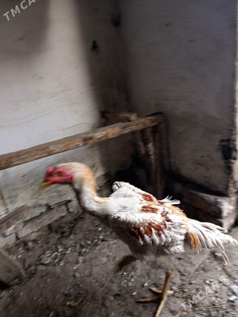 байец хораз - Türkmenabat - img 3