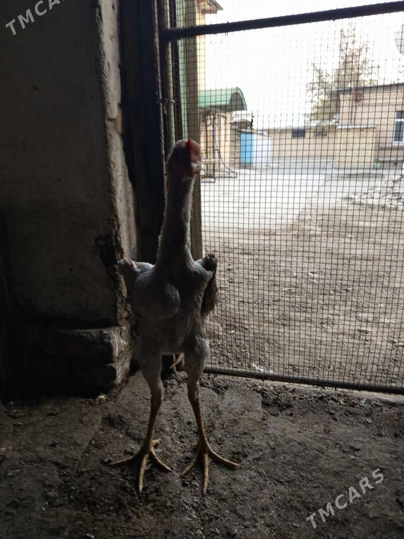 байец хораз - Türkmenabat - img 4