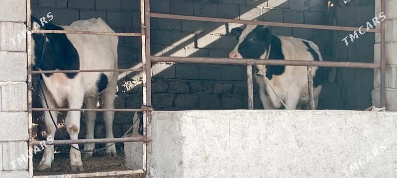 Öküz göle - Aşgabat - img 2