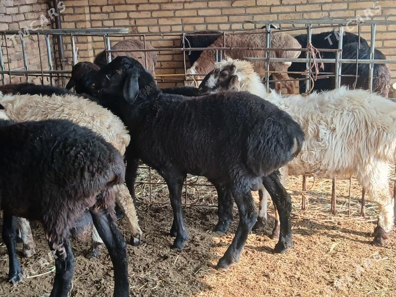 Goyun - Türkmenabat - img 6