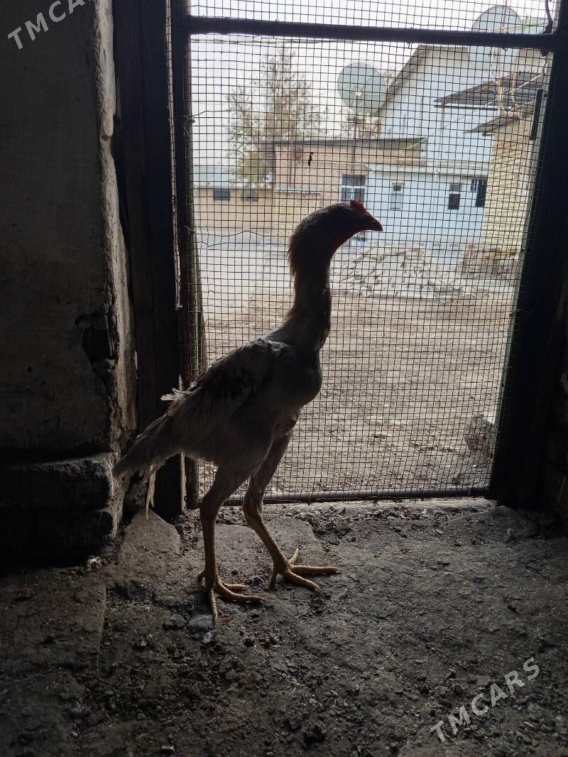 байец хораз - Türkmenabat - img 2