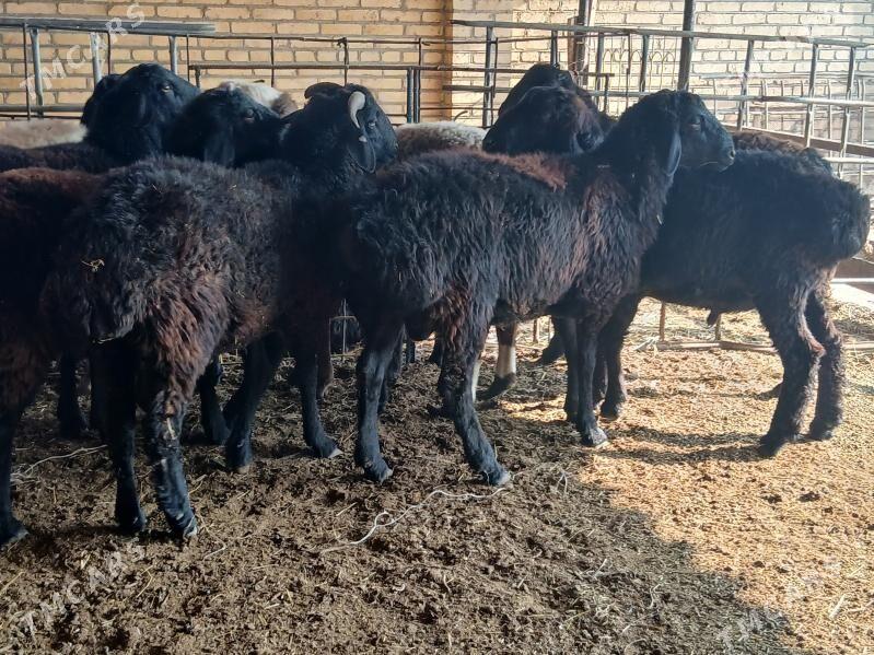 Goyun - Türkmenabat - img 7