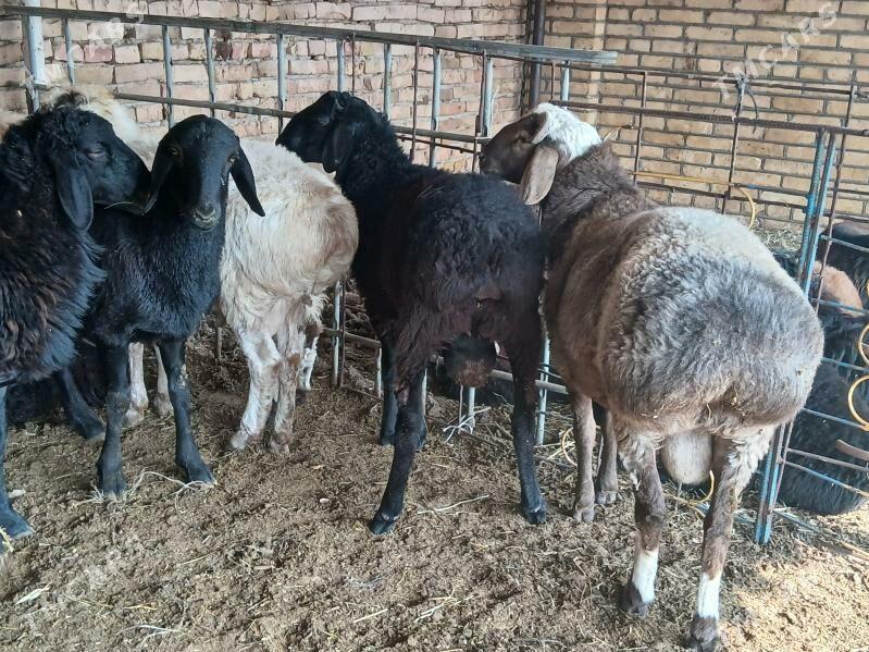 Goyun - Türkmenabat - img 8