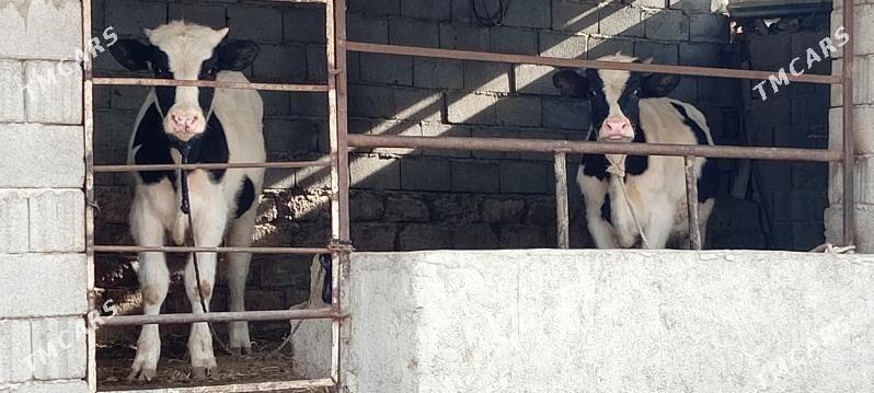 Öküz göle - Aşgabat - img 3