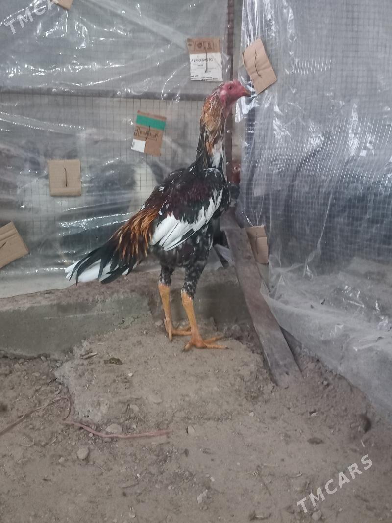 horoz - Мары - img 3