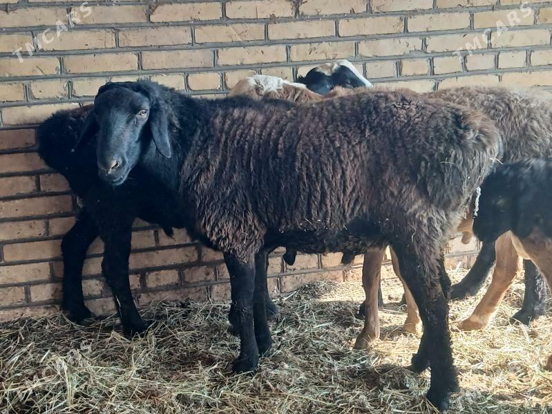 Goyun - Türkmenabat - img 9