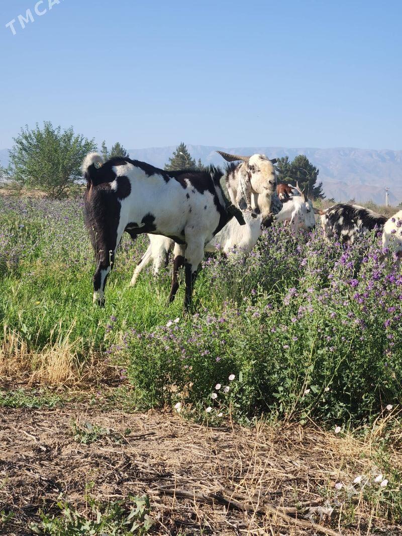 Pakistan teke - Aşgabat - img 2