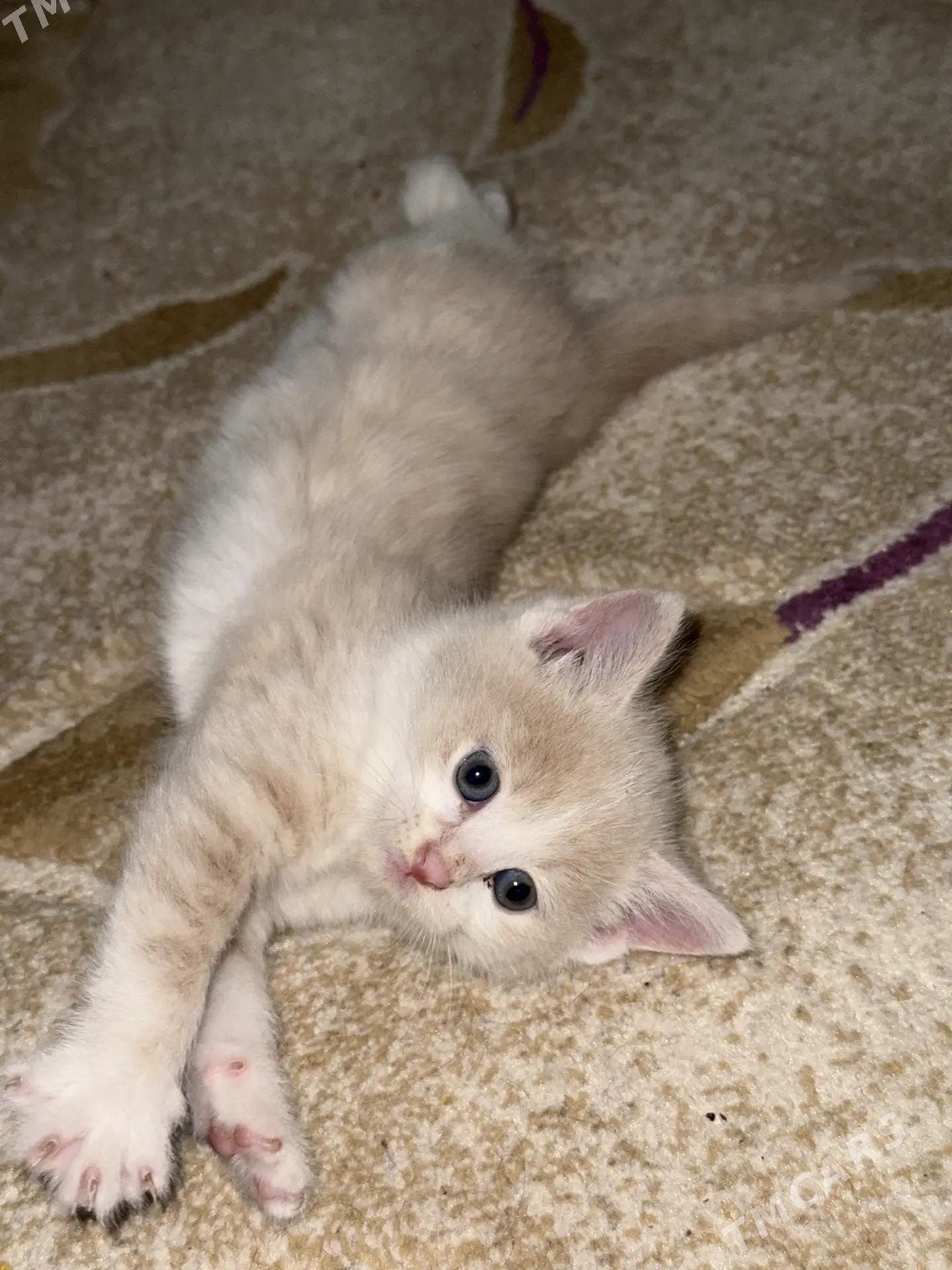 кошка - Aşgabat - img 2