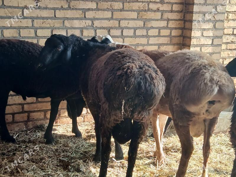 Goyun - Türkmenabat - img 10