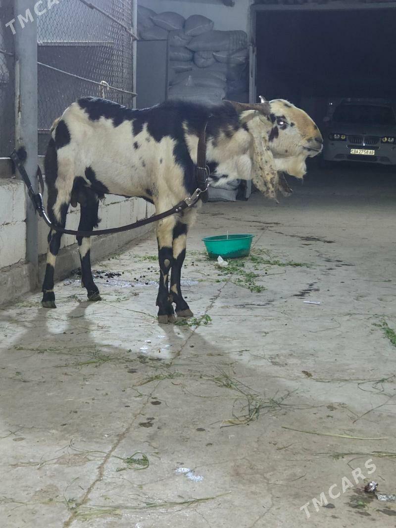 Pakistan teke - Aşgabat - img 5