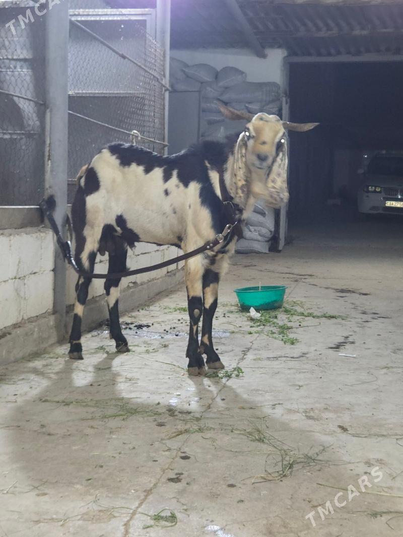 Pakistan teke - Aşgabat - img 6