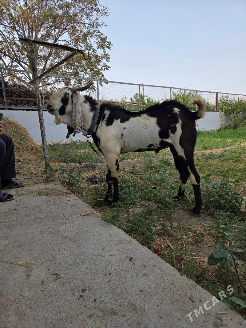 Pakistan teke - Aşgabat - img 4