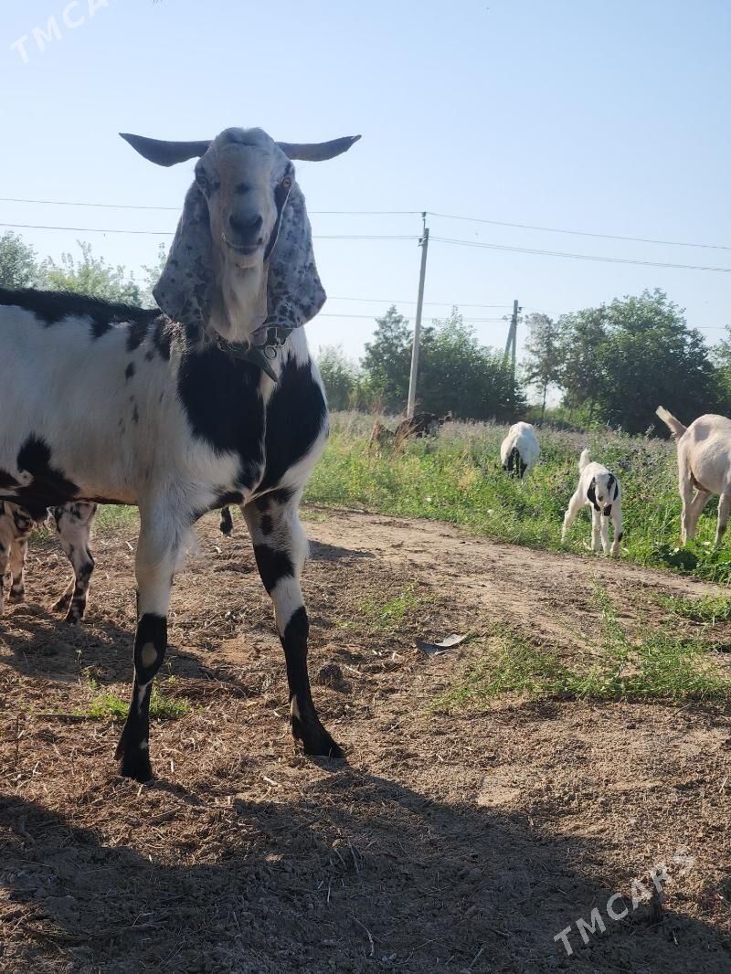 Pakistan teke - Aşgabat - img 1