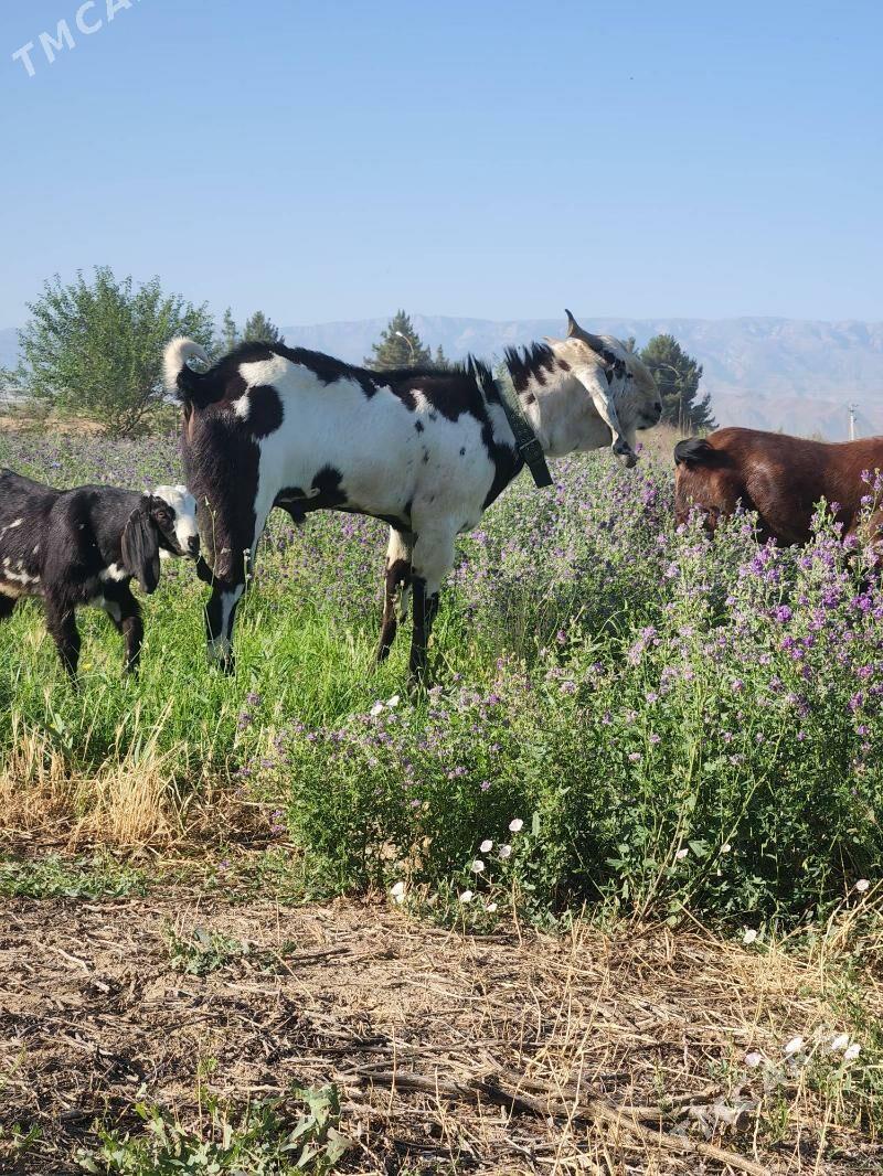 Pakistan teke - Aşgabat - img 3