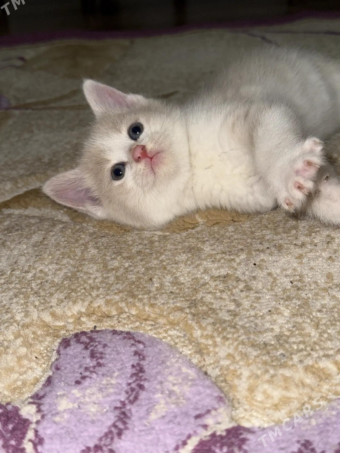 кошка - Aşgabat - img 3