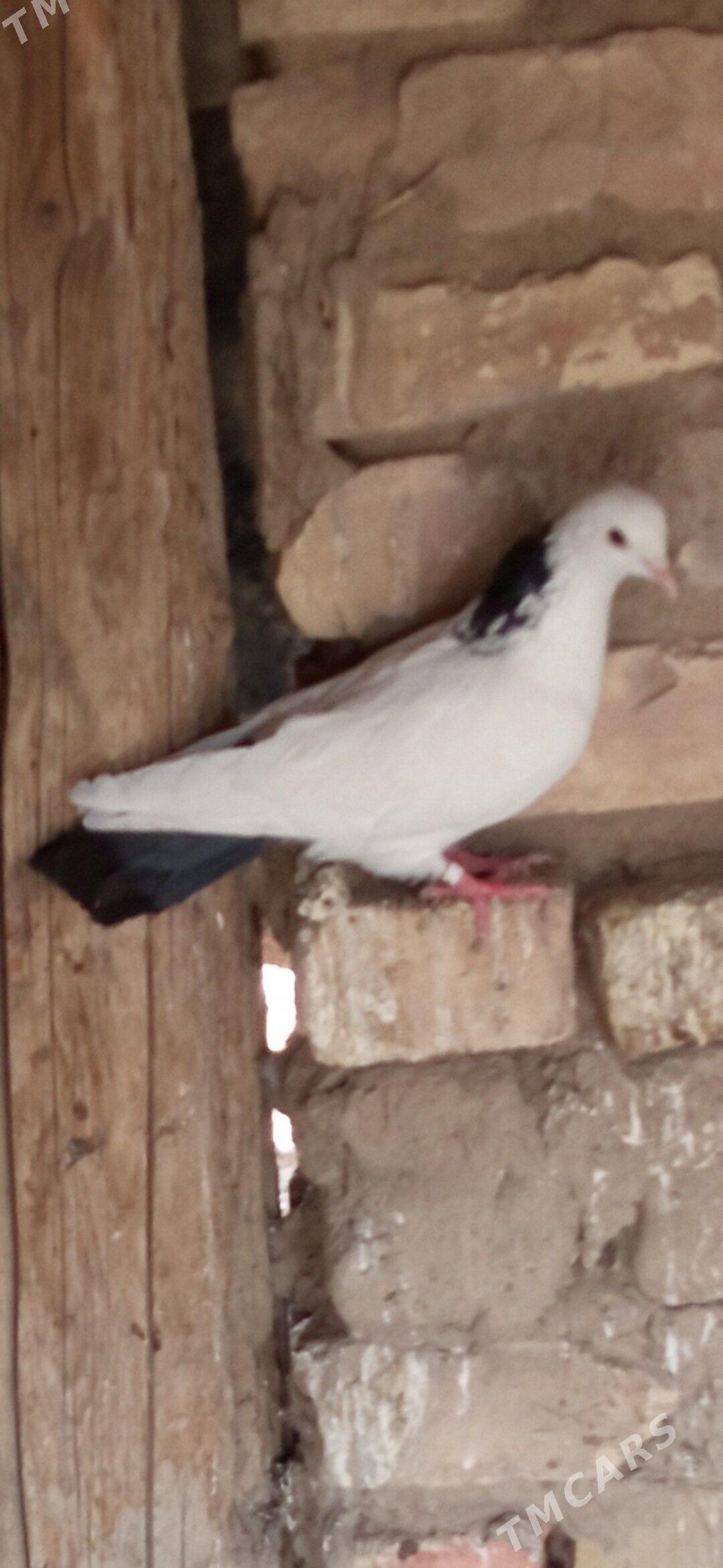 kepderi - Mary - img 5