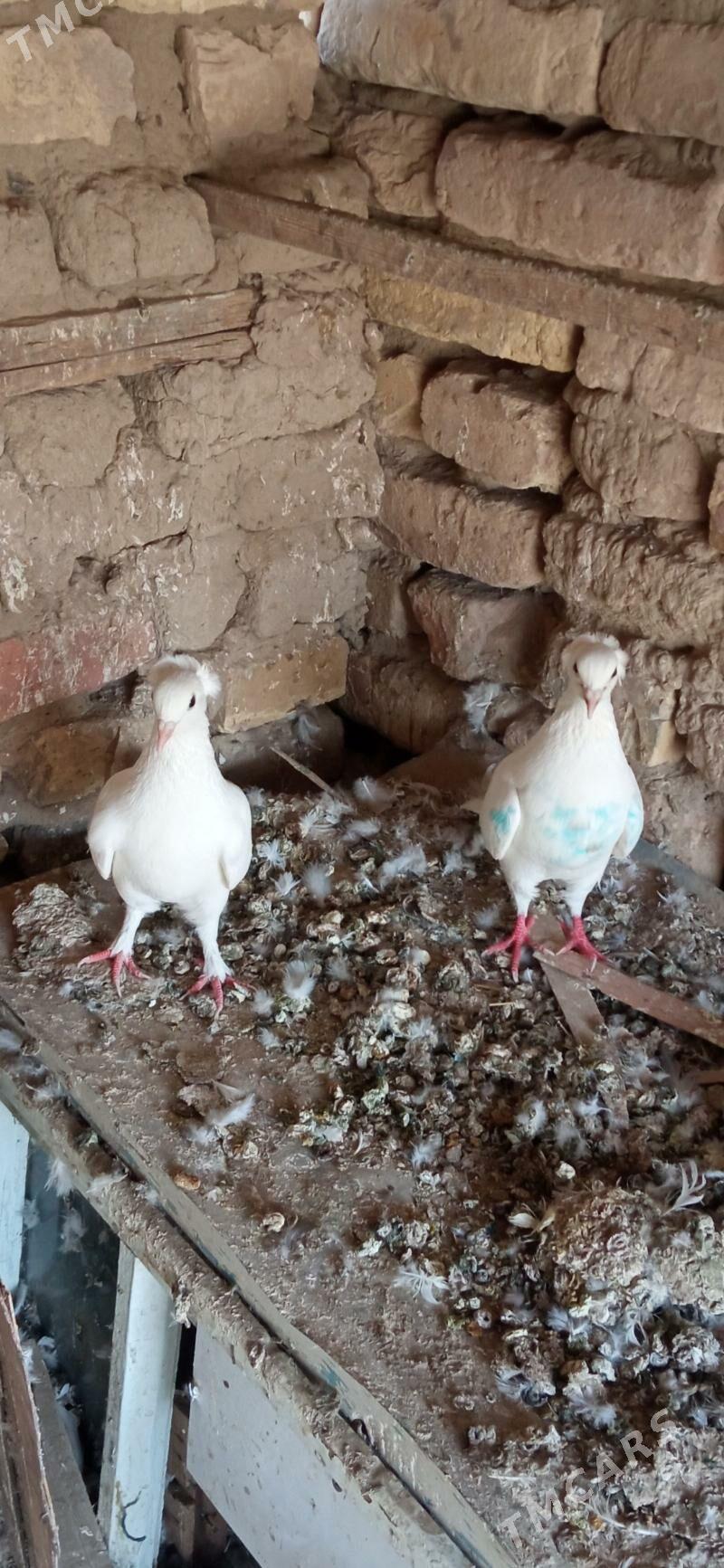 kepderi - Mary - img 2