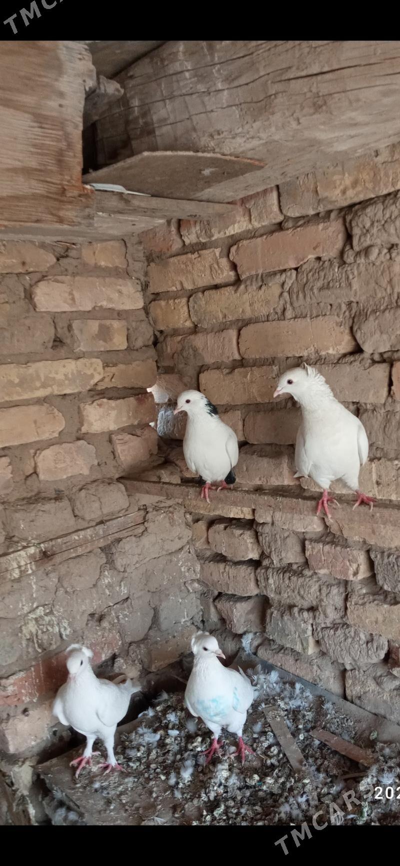 kepderi - Mary - img 3