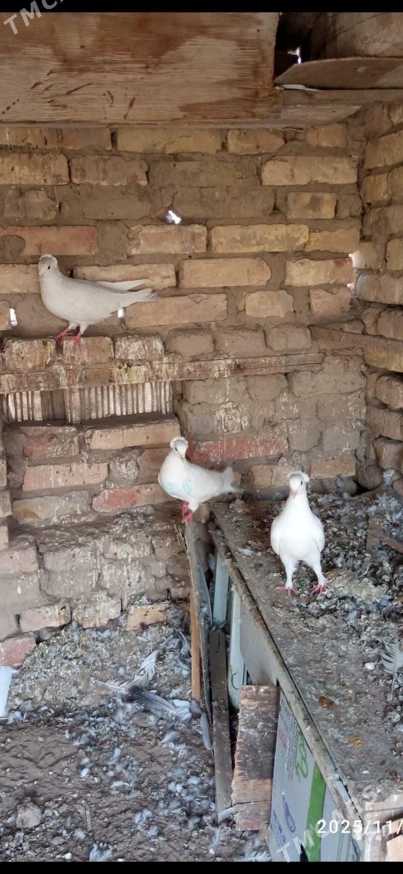 kepderi - Mary - img 4