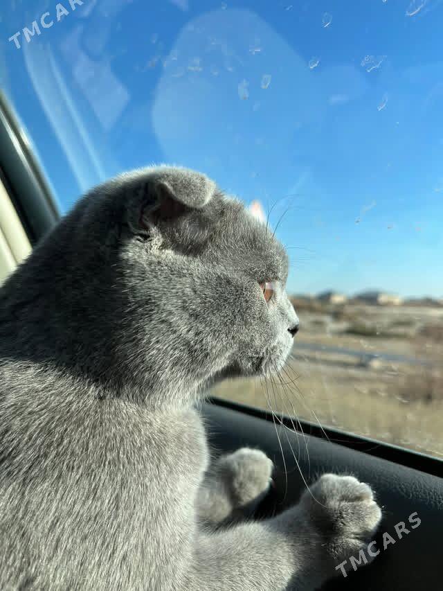 Британская вислоухая - етр. Туркменбаши - img 4