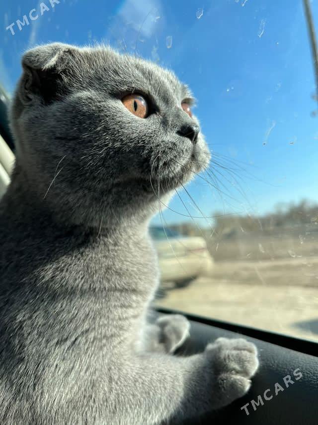 Британская вислоухая - етр. Туркменбаши - img 3