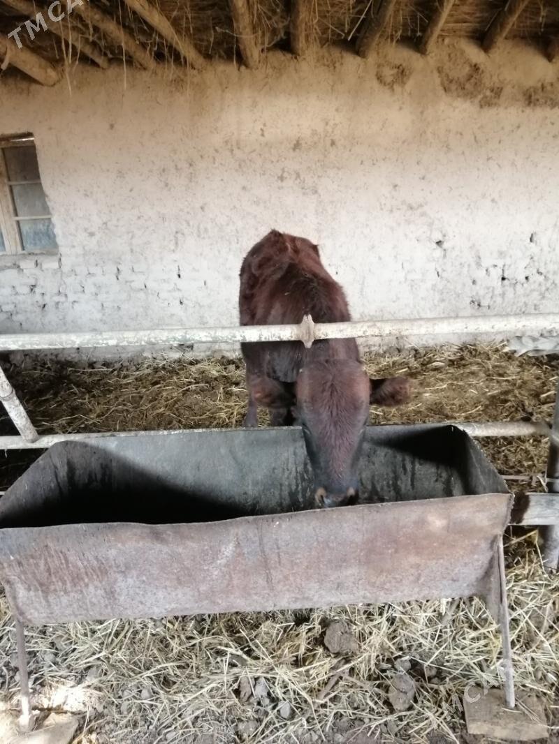 Okuzler - Sakar - img 2