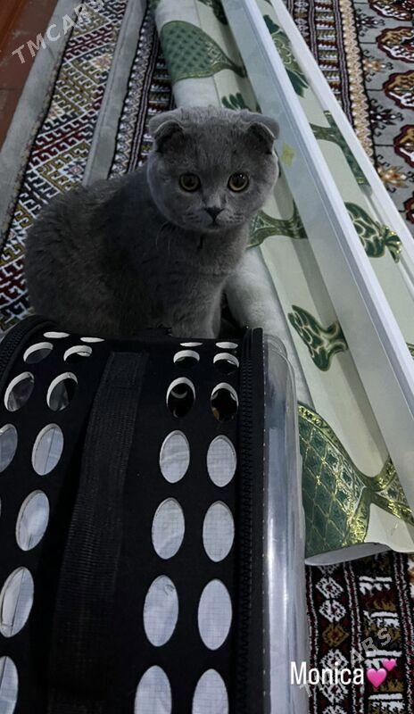 Британская вислоухая - етр. Туркменбаши - img 2