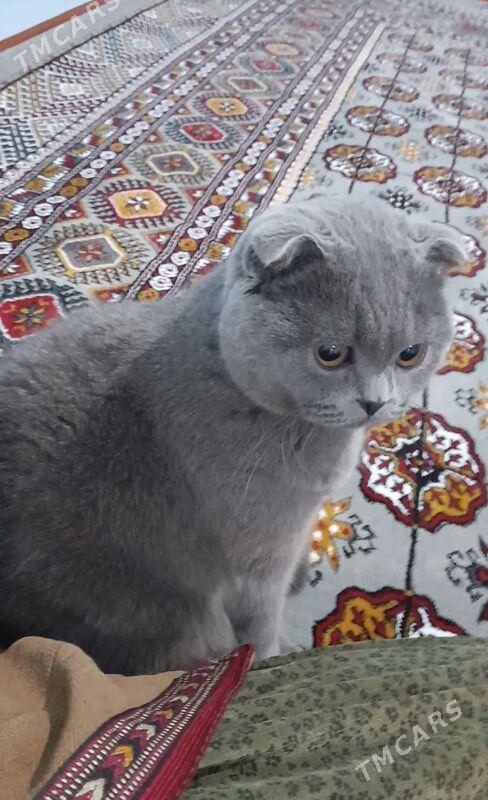 Британская вислоухая - етр. Туркменбаши - img 1