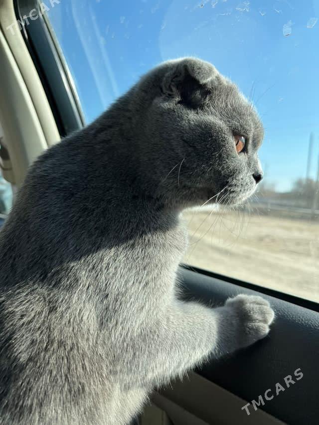 Британская вислоухая - етр. Туркменбаши - img 5