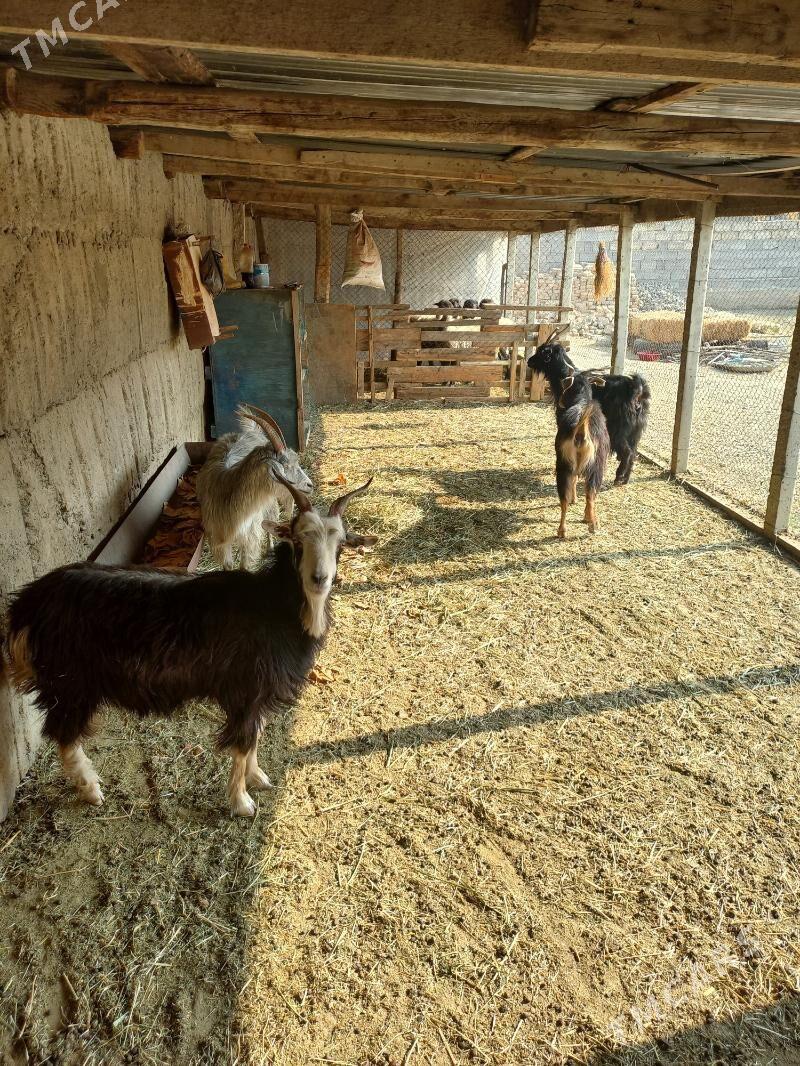 Gysyr geçiler - Gökdepe - img 2