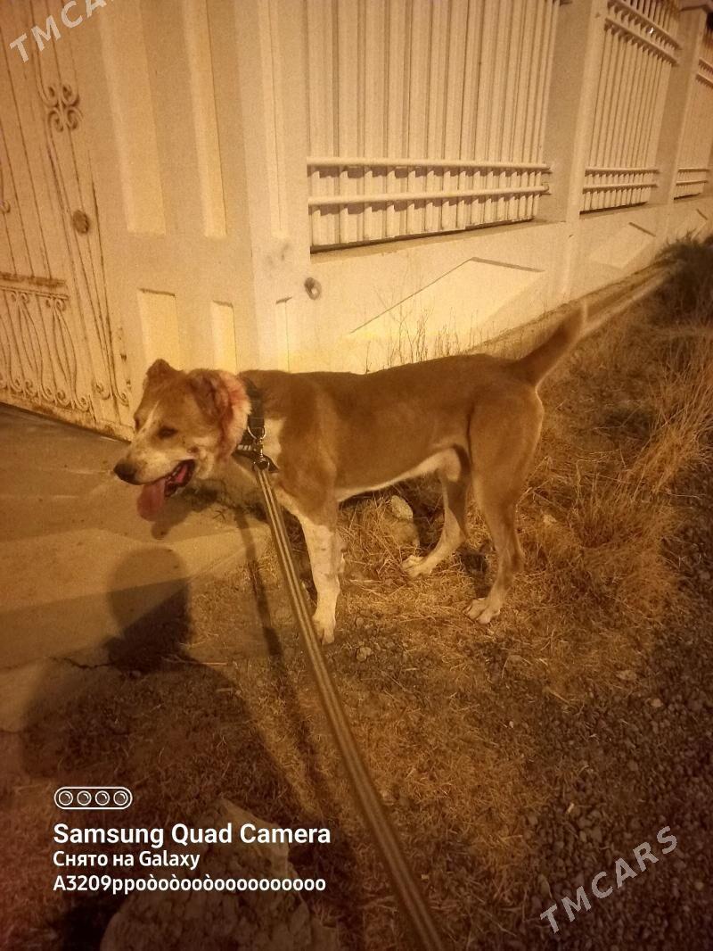 Baron - Ашхабад - img 2