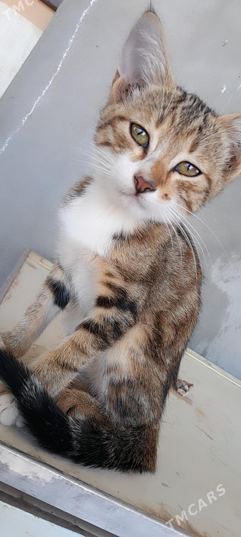 Pişik - Mary - img 1