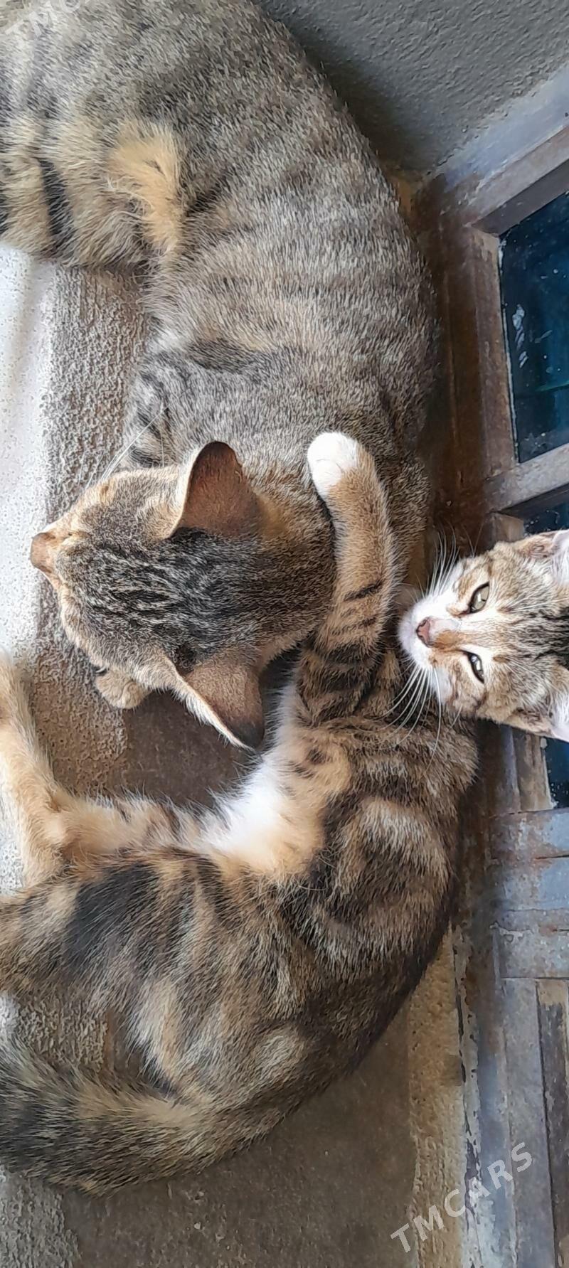 Pişik - Mary - img 2