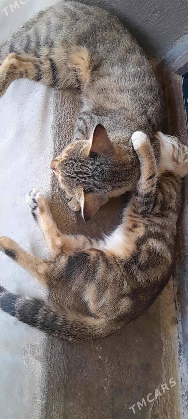 Pişik - Mary - img 3