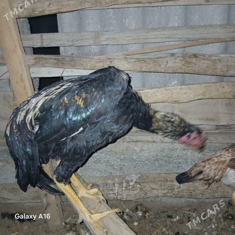 horoz - Ýaşlyk - img 2