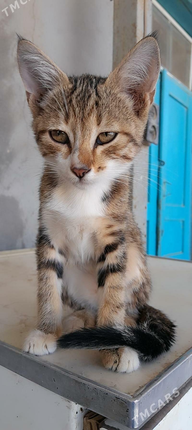 Pişik - Mary - img 4