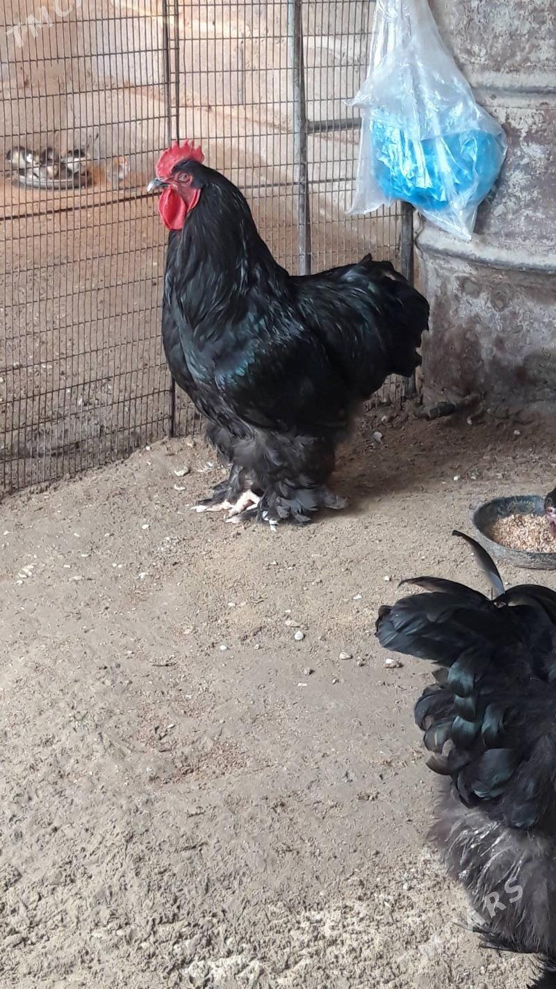 kohinhin - Джебел - img 8