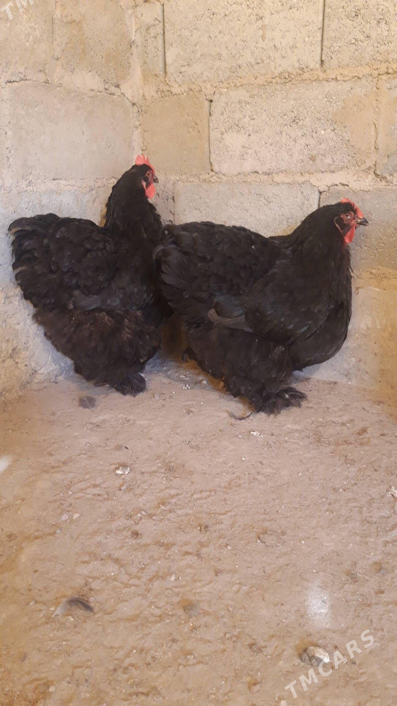 kohinhin - Джебел - img 7