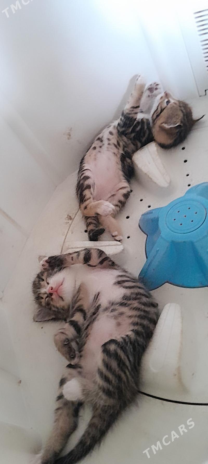 Pişik - Mary - img 7