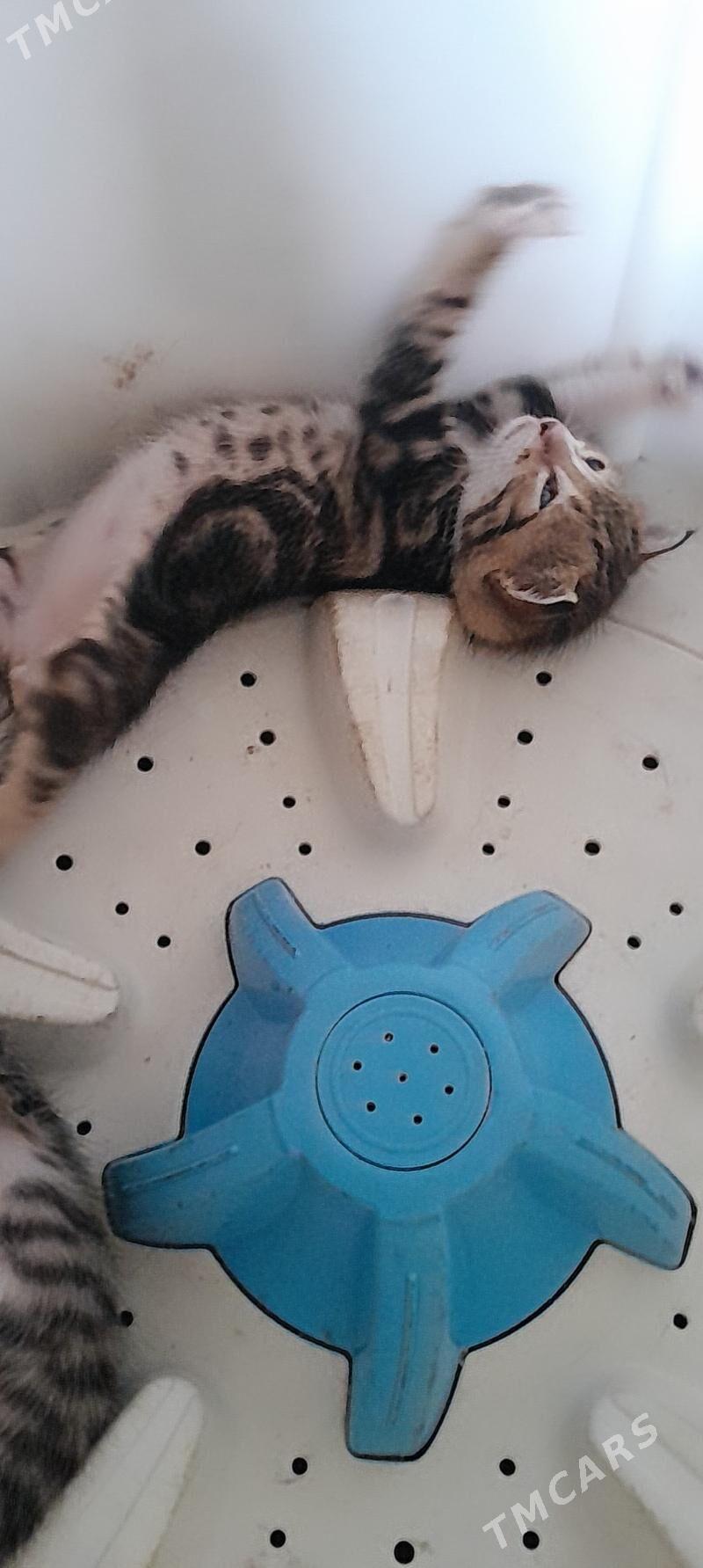 Pişik - Mary - img 6