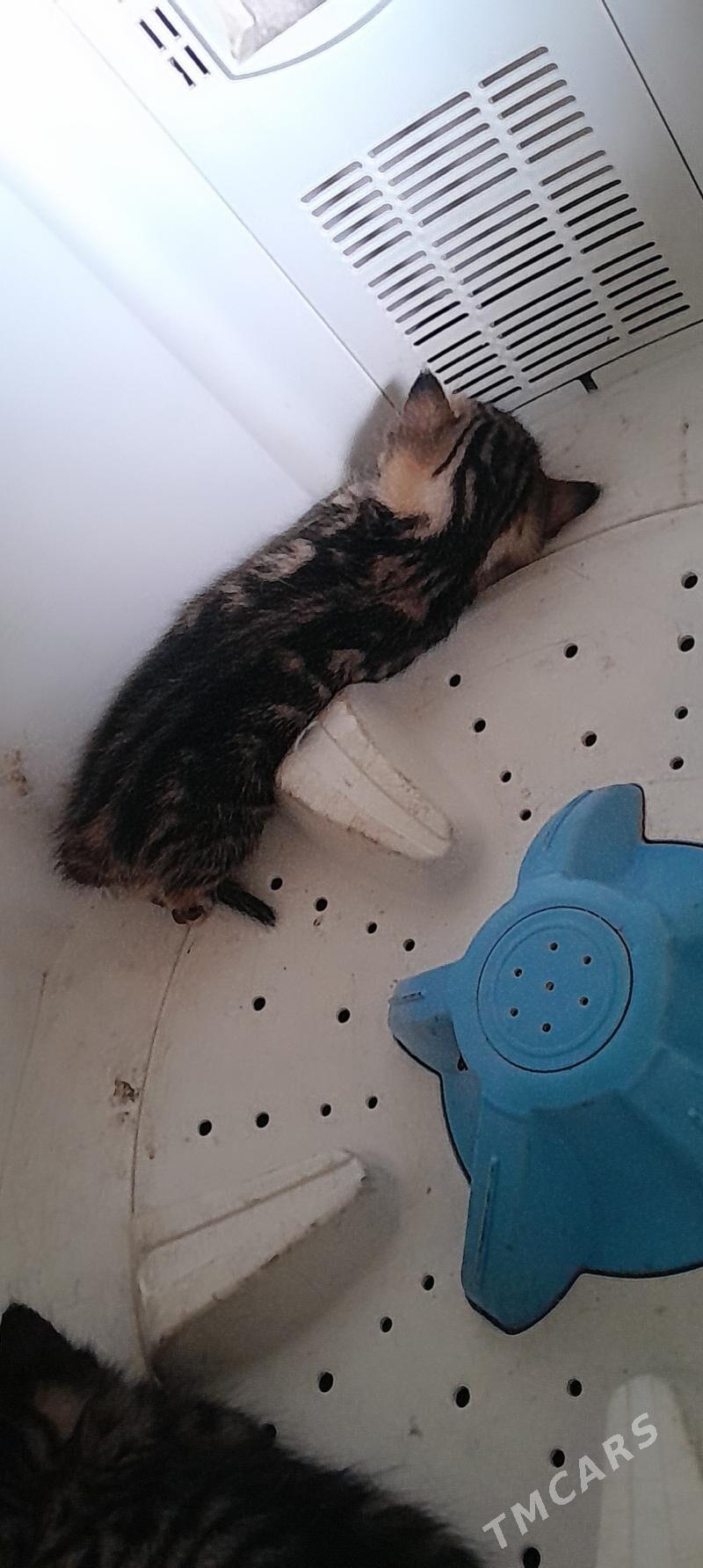 Pişik - Mary - img 5