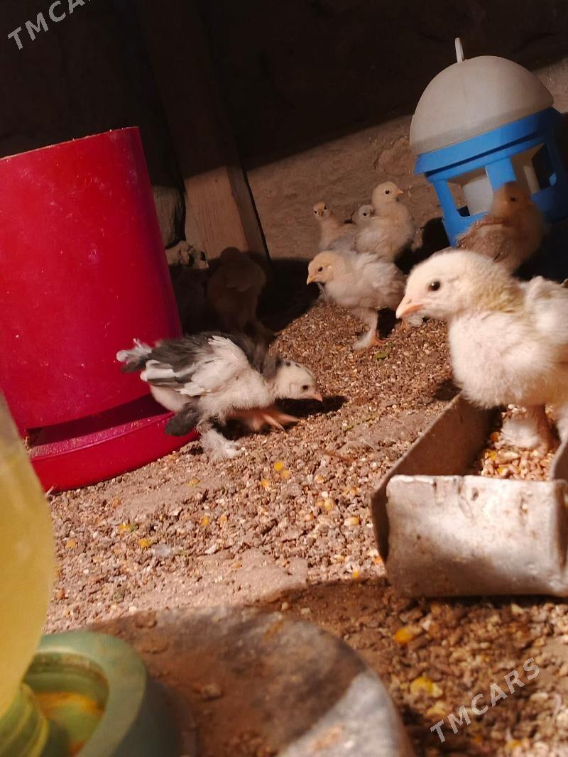 brama juje - Jebel - img 3