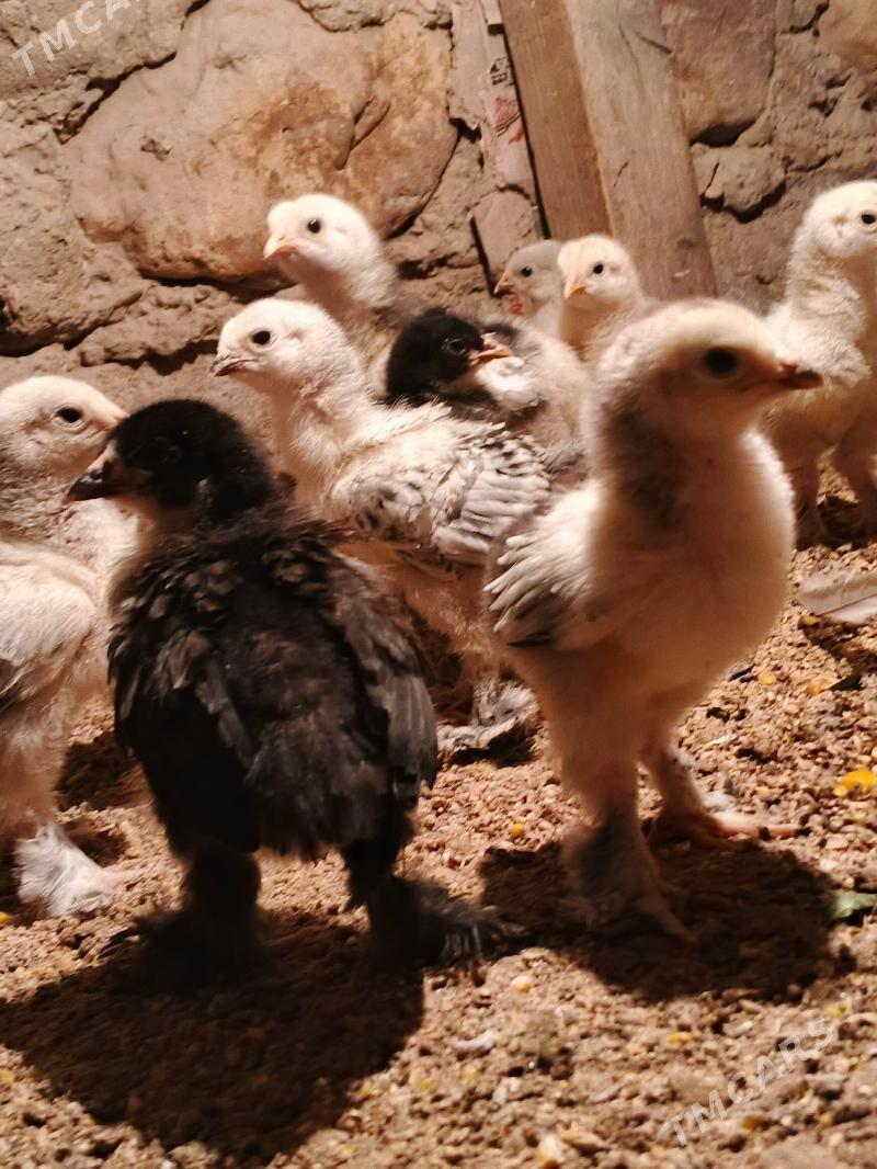 brama juje - Jebel - img 2