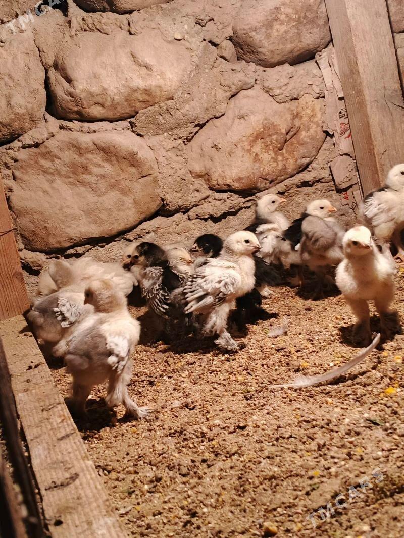 brama juje - Jebel - img 5