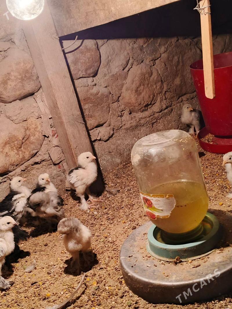 brama juje - Jebel - img 6