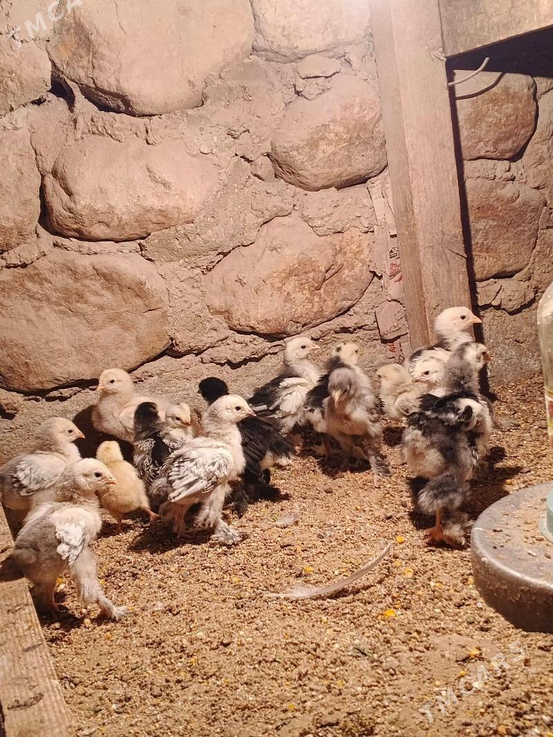 brama juje - Jebel - img 7