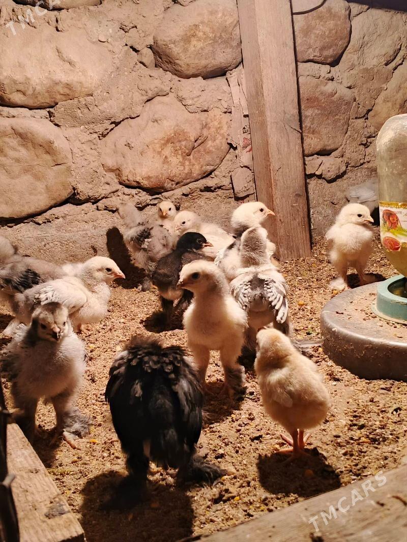 brama juje - Jebel - img 4